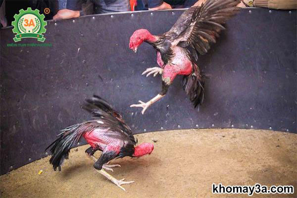 Nuôi Gà Chọi, Bí Quyết Chăm Sóc và Dinh Dưỡng Đúng Đắn